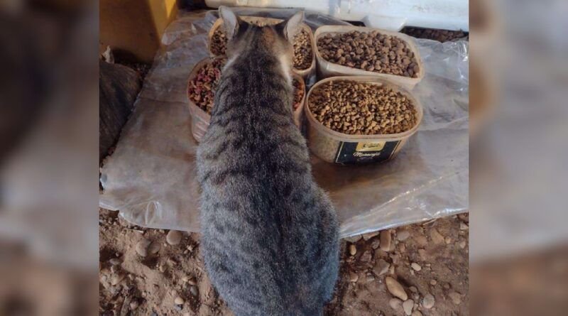 Servidor ganha na Justiça o direito de alimentar animais em situação de rua em terreno da Prefeitura de Guaraí