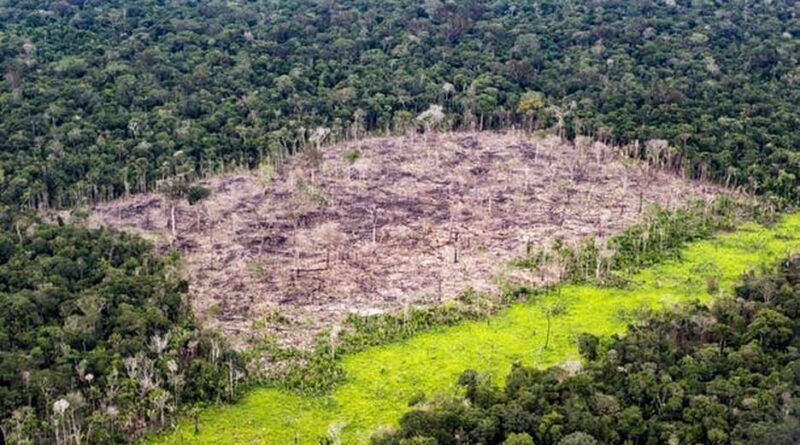 Tocantins está entre estados que receberão  R$ 450 milhões do Fundo Amazônia para projetos de reflorestamento