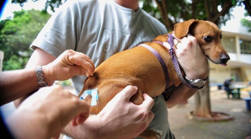 CCZ deve imunizar 29 mil animais contra raiva em AraguaÃna