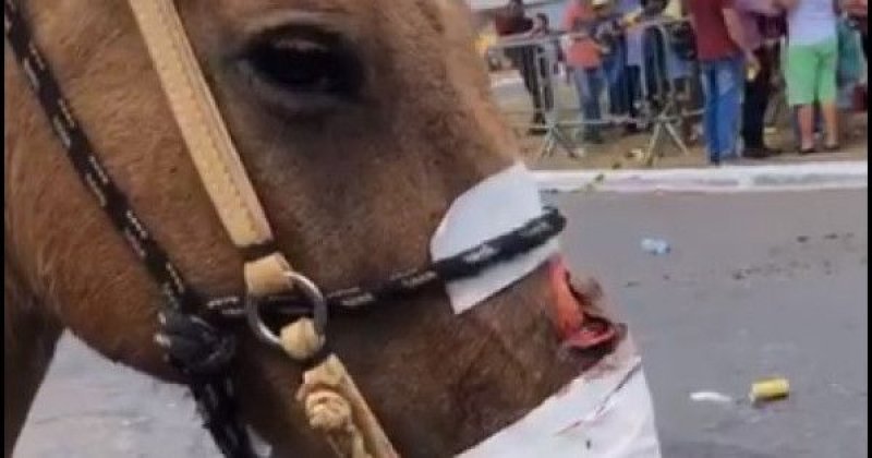 MPTO vai apurar suspeita de maus-tratos de animais durante cavalgada em Araguaína