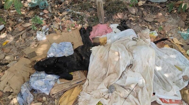 Cresce o número de denúncias de maus-tratos a animais em Araguaína; maioria envolve cães sem cuidados veterinários