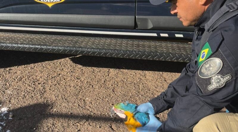 PRF resgata arara-canindé ferida às margens da BR-153, no Tocantins