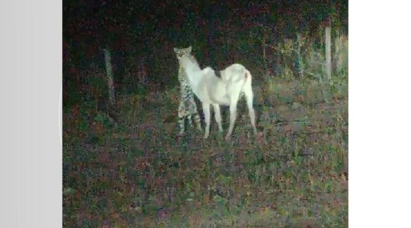 Onça é flagrada atacando bezerro em fazenda no sul do Tocantins: ?A gente só queria salvar o animal?