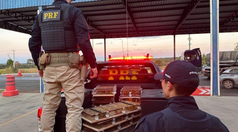 VÍDEO: PRF prende dois homens com mais de 400 canários-da-terra em Araguaína; aves seriam enviadas ao exterior