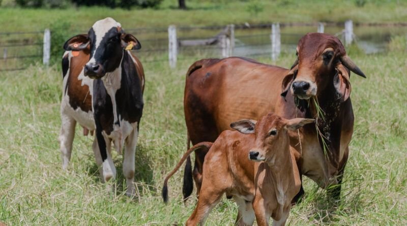 Tocantins atinge 91,93% de cobertura vacinal contra brucelose na primeira etapa da campanha