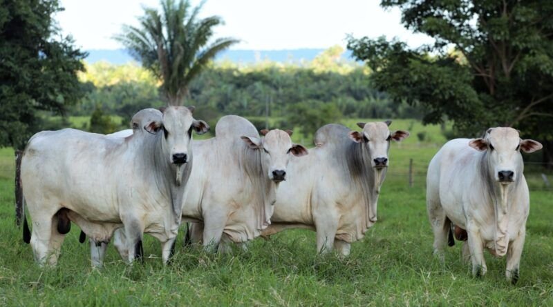 Tarifaço de Trump pode atingir em cheio AraguaÃna, que vendeu 51 milhões de dólares em carne aos EUA