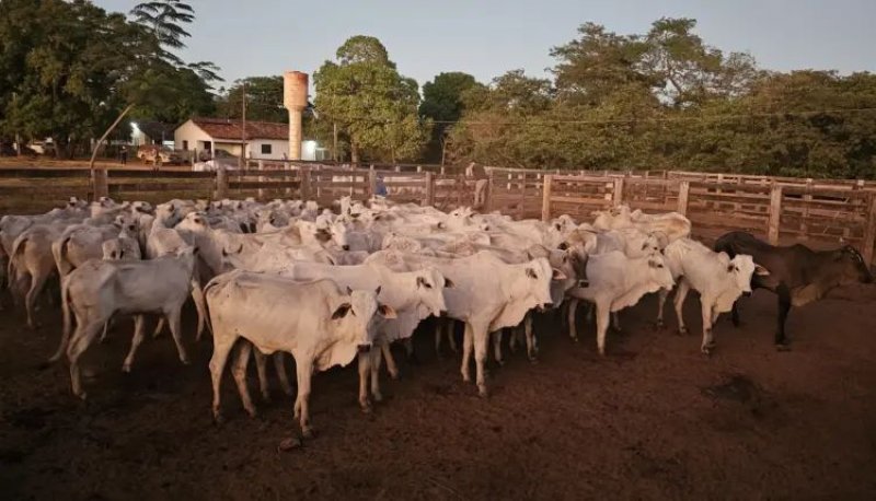 PM recupera 66 cabeças de gado avaliadas em R$ 170 mil no sul do TO