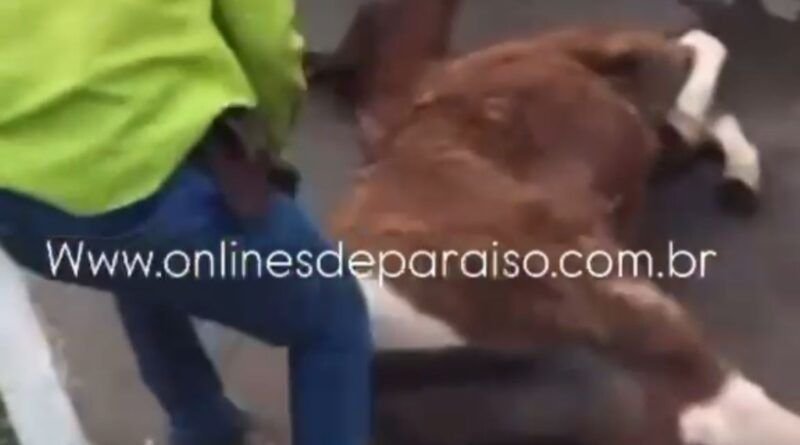 Maus-tratos: égua é arrastada por homens em Paraíso do Tocantins e imagens causam indignação