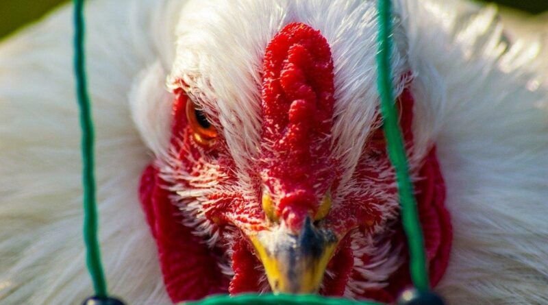 Tocantins entra no radar do Ministério da Agricultura por suspeita de gripe aviária