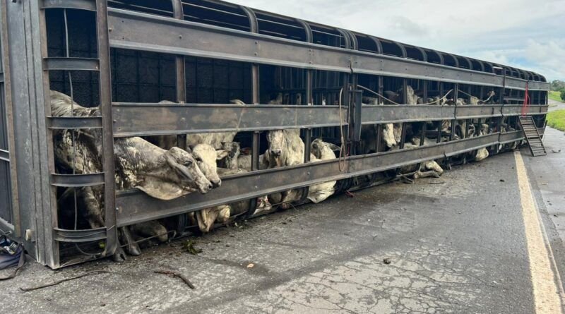 Caminhão gaiola carregado de bois tomba e interdita parcialmente a BR-153 em Colinas do Tocantins